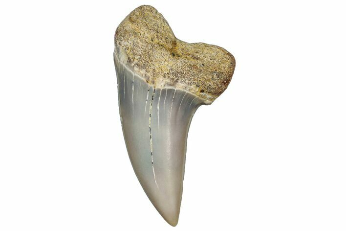 Fossil Shark Tooth (Carcharodon planus) - Bakersfield, CA #306819